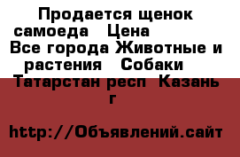 Продается щенок самоеда › Цена ­ 15 000 - Все города Животные и растения » Собаки   . Татарстан респ.,Казань г.